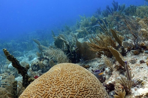 COP28 l océan stocke plus de carbone que prévu, selon une étude