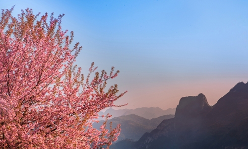 Les cerisiers fleurissent en rose sur le haut plateau rocheux de Dong Van