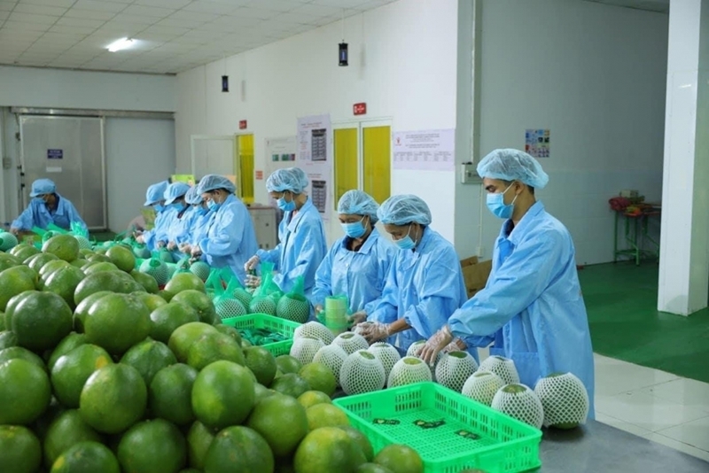 Fruits & légumes frais : De bons chiffres à l'export