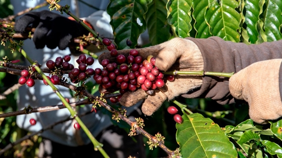 Le Vietnam parmi les 5 premiers pays producteurs de café