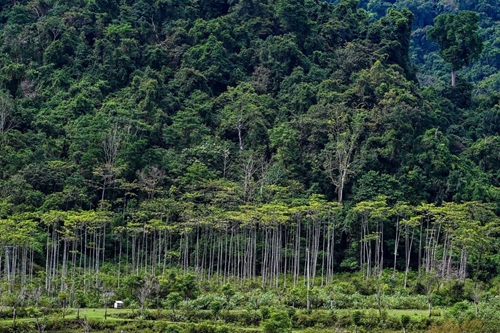 La biodiversité permet à la forêt de mieux résister au changement climatique
