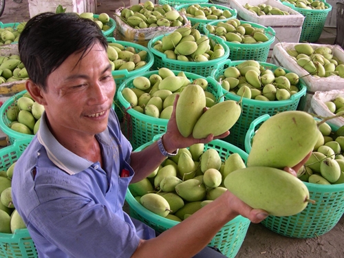 Le Vietnam est le 13ème fournisseur de mangues des États-Unis
