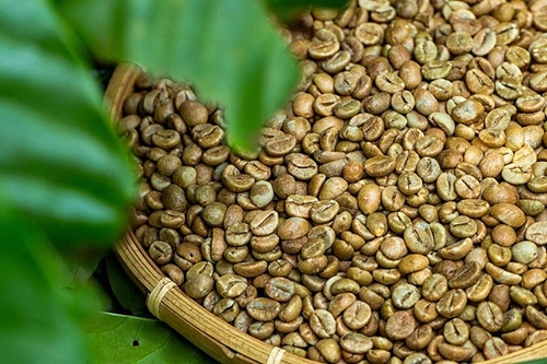 Les parts de marché du café vietnamien en Belgique s accroissent