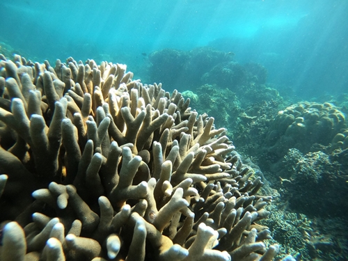 Aide australienne à la protection des récifs coralliens vietnamiens