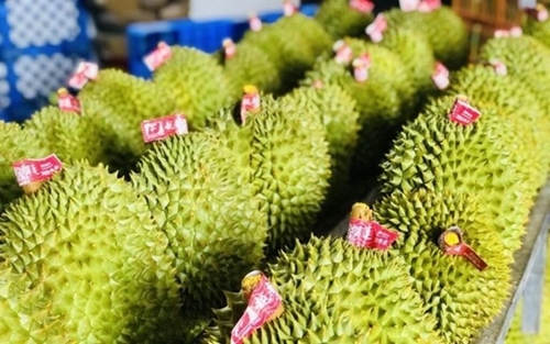 Le durian vietnamien représente 31,8 des importations chinoises