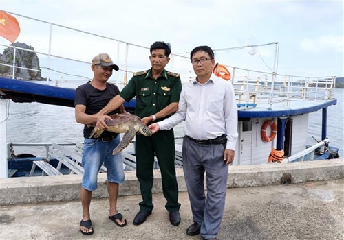 Kien Giang une tortue marine relâchée dans l océan