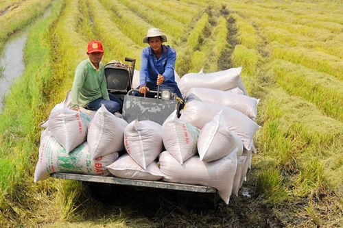 Le Vietnam exporte pour près de 1,4 milliard de dollars de riz