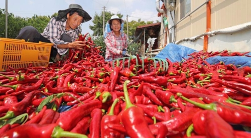 Les exportations de piment vietnamien vers la Chine connaissent une recrudescence en mars