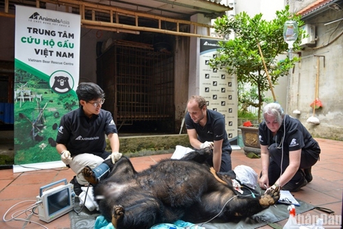 Un ours noir d Asie de plus sauvé à Hanoi