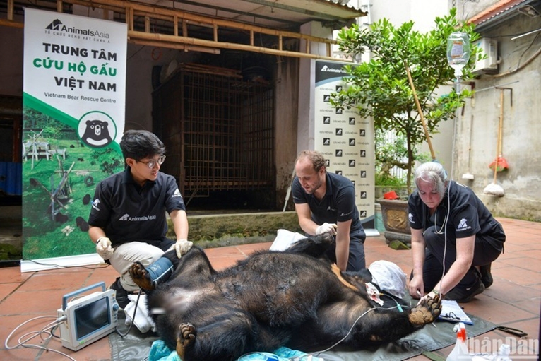 Un ours noir d Asie de plus sauvé à Hanoi