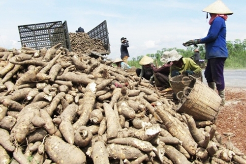Les exportations de manioc devraient atteindre 2 milliards de dollars d ici 2030