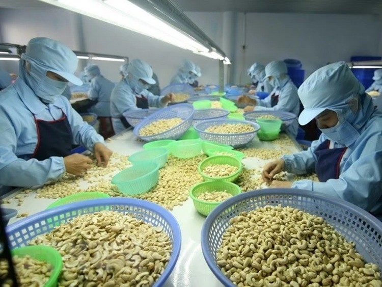 L’exportation de noix de cajou reprend sa dynamique de croissance au 2e trimestre