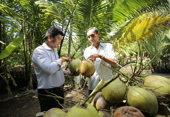 Les noix de coco vietnamiennes ont beaucoup de potentiel pour entrer sur le marché philippin