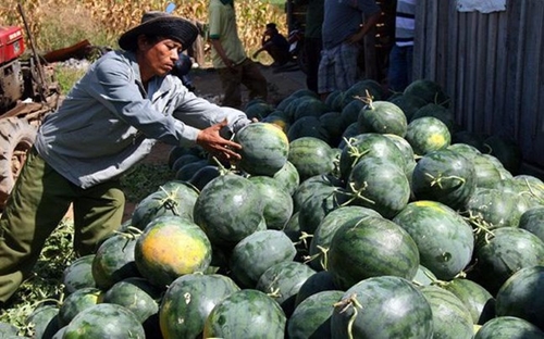 越南多种出口中国水果植物检疫议定书即将签署