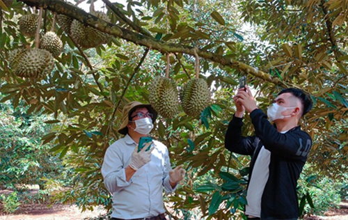 越南得乐省各榴莲种植区获得中国海关总署的好评
