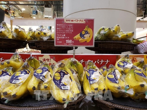 越南香蕉颇受日本消费者的青睐