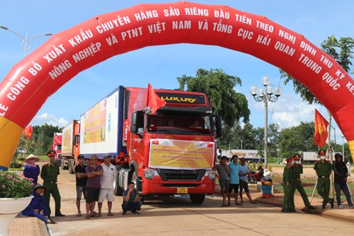 越南通过官方渠道向中国出口首批20个集装箱新鲜榴莲
