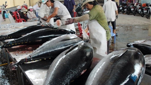 越南成为丹麦第一大金枪鱼供应国