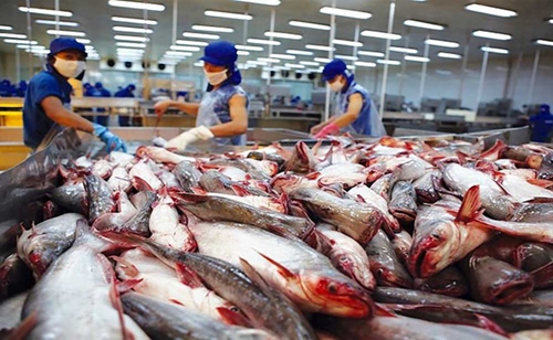 越南对巴西的楂鱼出口总额强烈回升