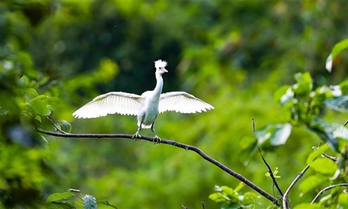 宁平省：保护生物多样性 守住大自然环境