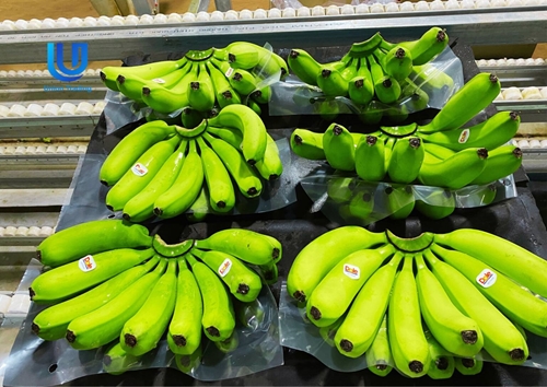 越南鲜食香蕉自11月8日起可出口到中国