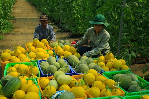 越南对中国的蔬果出口额大增