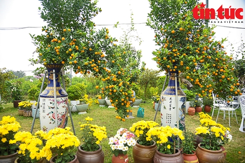 西莲村独特的迎春金橘盆景