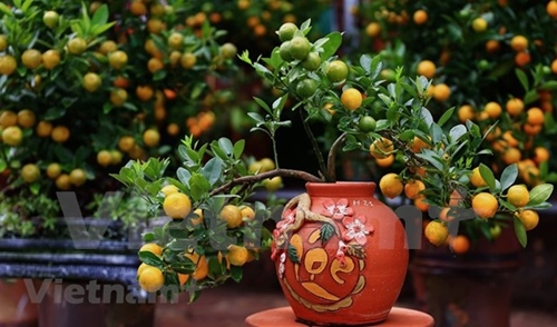 春节中金橘树的意义