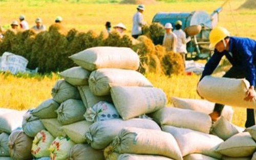 越南稻米市场在年初伊始已有起色