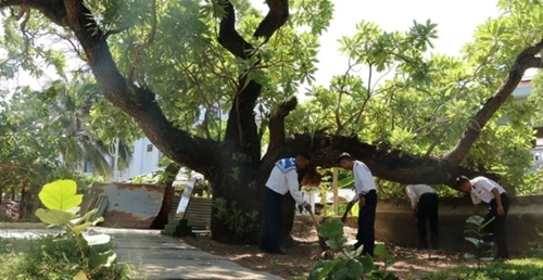 遗产树——打造宜居的社区绿色空间
