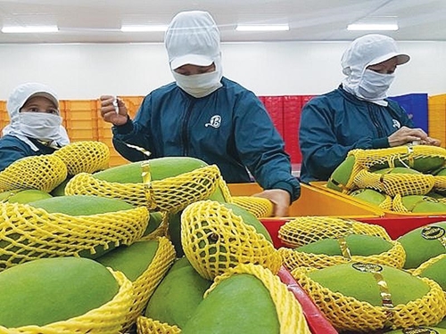 越南是美国第十三大芒果供应市场