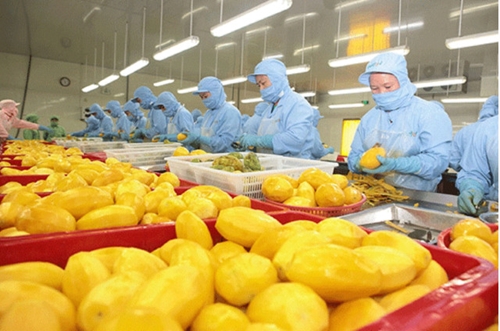 一季度越南蔬果出口总额约达12 5亿美元