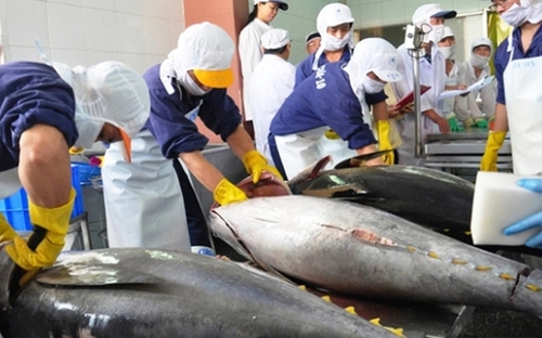 2024年第一季度越南金枪鱼产品远销80多个市场