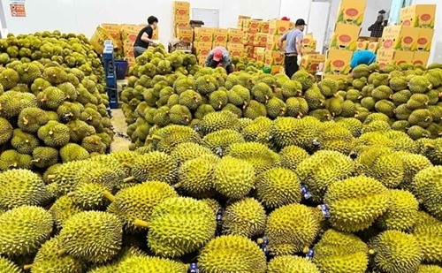 蔬果出口——越南经济的亮点