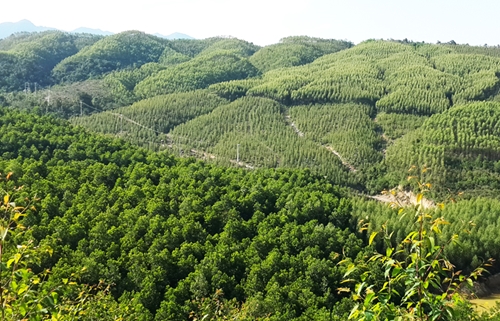越南致力发展森林生态的多用价值