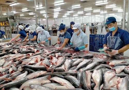 越南楂鱼深受加拿大消费者喜爱 出口额激增