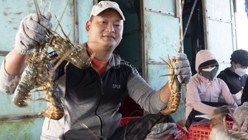 越南龙虾出口活动重拾增长势头