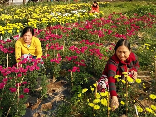 Женщины провинции Фуйен активизуют кампанию «Учиться и работать по примеру Хо Ши Мина»