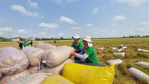 Экспорт риса Вьетнама может превысить намеченный план по итогам 2022 года