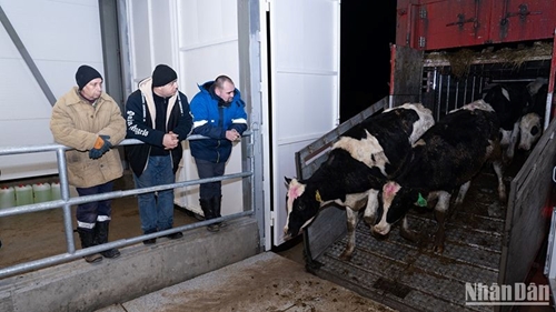 Компания «TH» в России приняла новое стадо молочных коров