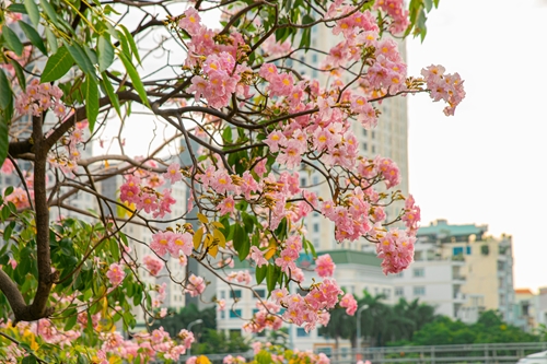 Сезон табебуй розовых в Хошимине
