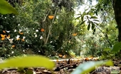 Погружение в сказочный лес с бабочками в Кукфыонг