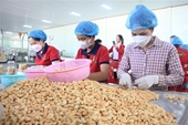 Орехи кешью из провинции Биньфыок признаны 5-звездочным продуктом ОКОП