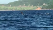 В водах Дананга замечены дельфины