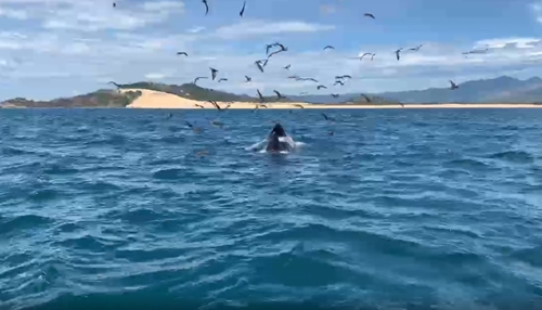 В водах Дежи–Вунгбой замечены киты