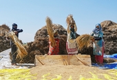 Решение о запрете экспорта риса Индии сильно влияет на бедные страны