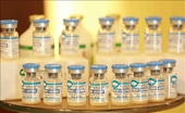 Вьетнамская вакцина против африканской чумы свиней показала эффективность на Филиппинах