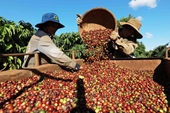 Ожидается, что кофе побьет рекорд по стоимости экспорта в 2023 году