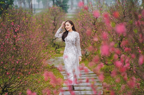 Ханой организует весенний фестиваль цветов персика и каламондиновых деревьев