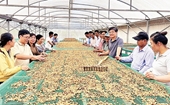 Модель производства органического кофе в провинции Дакнонг